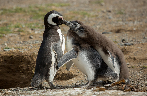 2017 01 15 Magellanic Penguin Magdalena Island Punta Arenas Chile_Z5A2509