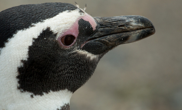 2017 01 15 Magellanic Penguin Magdalena Island Punta Arenas Chile_Z5A2542