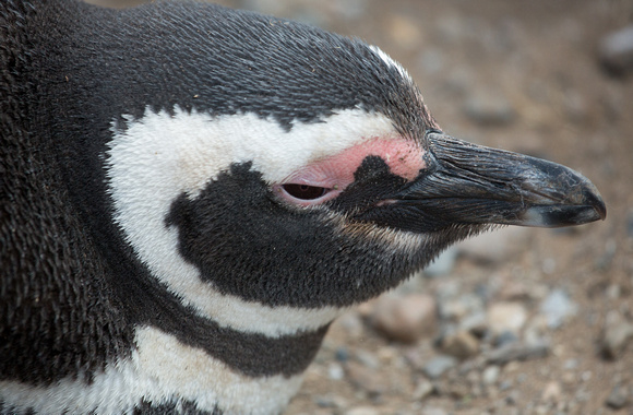 2017 01 15 Magellanic Penguin Magdalena Island Punta Arenas Chile_Z5A2562