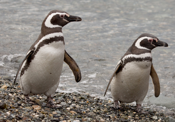 2017 01 15 Magellanic Penguin Magdalena Island Punta Arenas Chile_Z5A2789