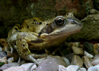 Common Frog Norfolk P1050506