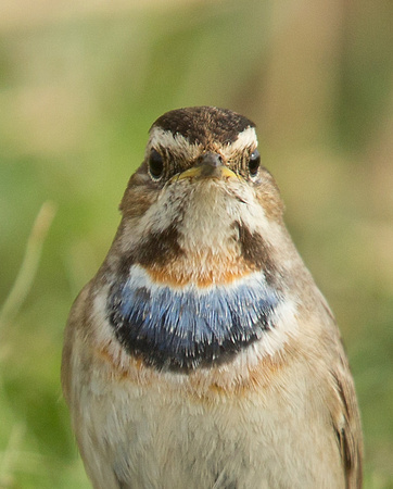 2017 03 01 Bluethroat (Red spotted) Lincolnshire_Z5A9660