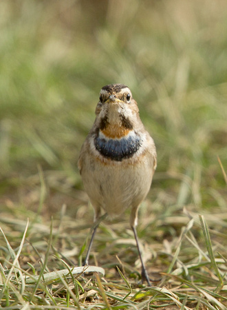 2017 03 01 Bluethroat (Red spotted) Lincolnshire_Z5A9650