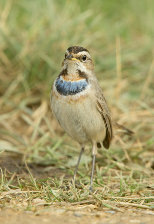 2017 03 01 Bluethroat (Red spotted)  Lincolnshire_Z5A9682