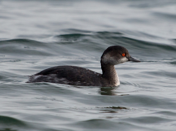 Black necked Grebe  Isles of Scilly_Z5A8267