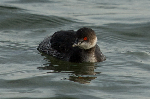 Black necked Grebe  Isles of Scilly_Z5A8253