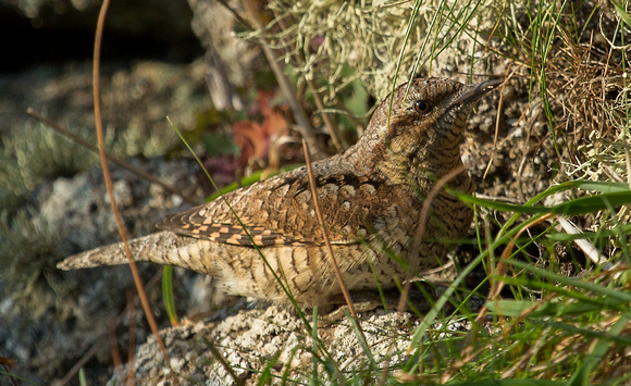 Wryneck Isles of Scilly_Z5A8453