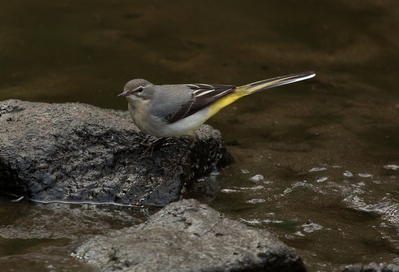 Grey Wagtail Isles of Scilly_Z5A8724
