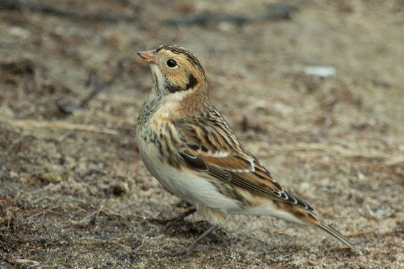 Lapland Bunting Isles of Scilly_Z5A9272