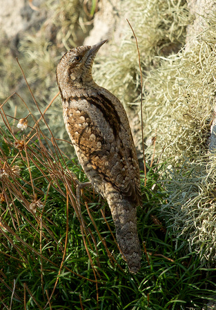 Wryneck  Isles of Scilly_Z5A8482