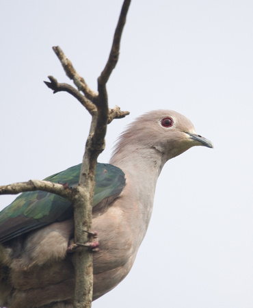 Green Imperial Pigeon Sri Lanka _MG_1208