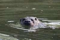 2025 04 20 Otter Mildenhall Suffolk_81A3577