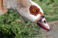 2025 03 09 Egyptian Goose Mildenhall Suffolk_81A0650