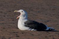 2024 12 29 Great Black Backed Gull Holme Norfolk_81A6064