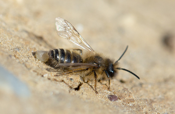 2021 04 04 Yellow legged Mining Bee (male) Weybourne Norfolk_Z5A6059