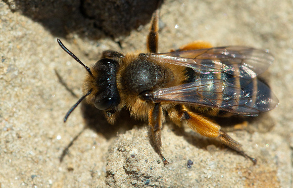 2021 04 04 Yellow legged Mining Bee (female) Weybourne Norfolk_Z5A6144