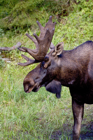 Moose Quebec Canada_MG_4428