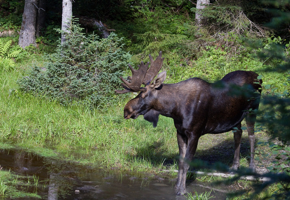 Moose Quebec Canada_MG_4463