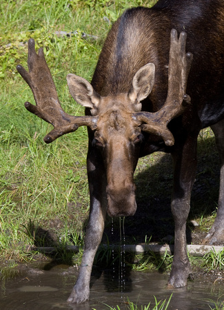 Moose Quebec Canada_MG_4381