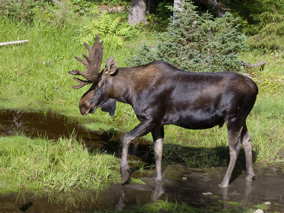 Moose Quebec Canada_MG_4474