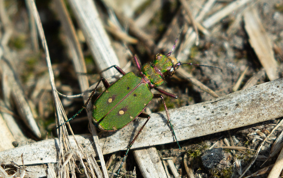 2021 04 28 Green Tiger Beetle Hickling NWT Norfolk_Z5A6883
