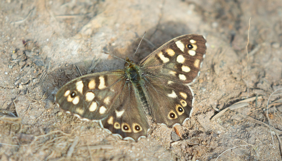 2021 04 28 Speckled Wood Hickling NWT Norfolk_Z5A6842