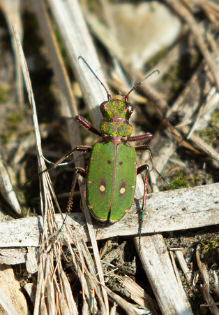 2021 04 28 Green Tiger Beetle Hickling NWT Norfolk_Z5A6866