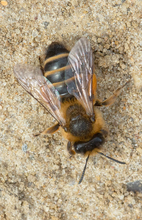 2021 05 02 Yellow Legged Mining Bee Weybourne Norfolk_Z5A7283