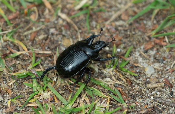 2017 05 04 Minotaur Beetle  Norfolk_Z5A5594