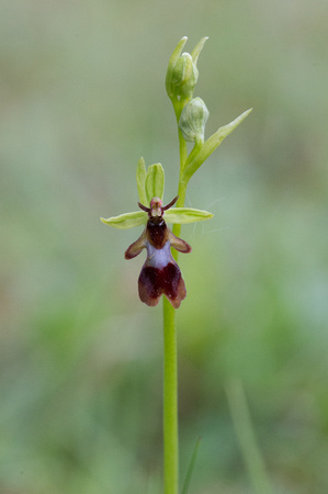 2017 05 20 Fly Orchid Lancashire_Z5A6863