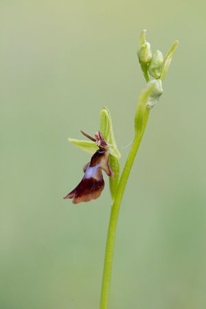 2017 05 20 Fly Orchid Lancashire_Z5A6906