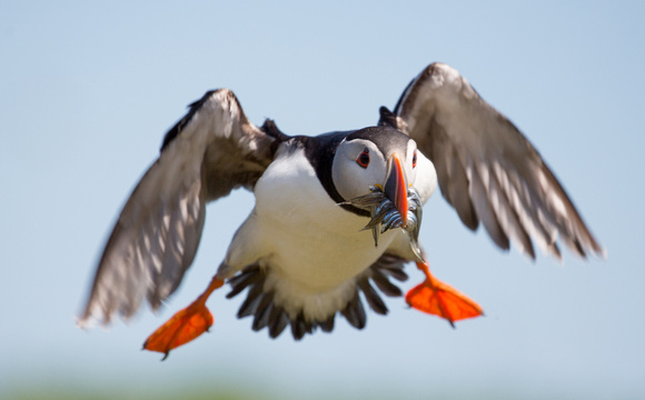 2017 06 17 Puffin Northumberland_Z5A3513