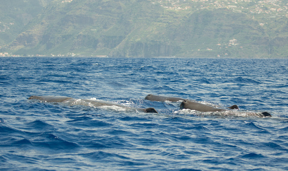 2017 06 07 Sperm Whale  Madeira Portugal_Z5A1004