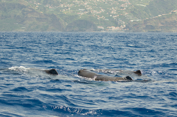 2017 06 07 Sperm Whale Madeira Portugal_Z5A1026