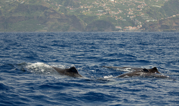2017 06 07 Sperm Whale Madeira Portugal_Z5A1029