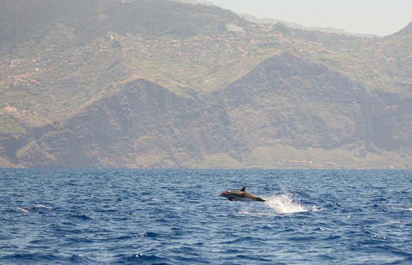 2017 06 07 Spotted Dolphin Madeira Portugal_Z5A1197