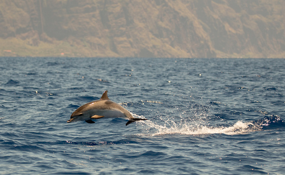 2017 06 07 Spotted Dolphin Madeira Portugal_Z5A1207