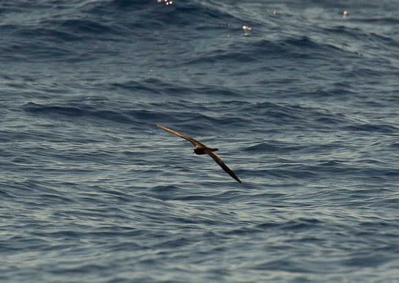 2017 06 08 Bulwers Petrel Madeira Portugal_Z5A1462