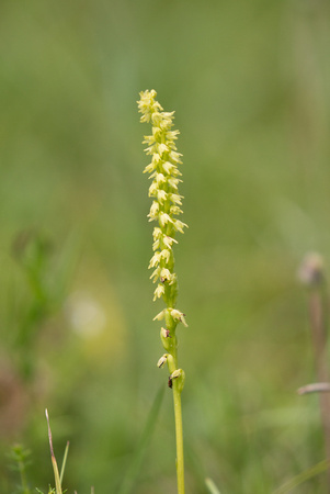 2017 07 01 Musk Orchid Hampshire_Z5A4944