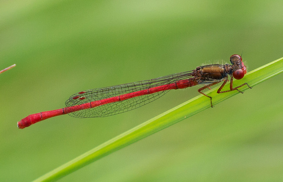 2017 07 03 Small Red Damselfly Dorset_Z5A5768
