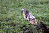 Marmot France IMG_0431