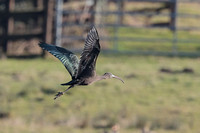 2025 03 03 Glossy Ibis Stiffkey Flood Norfolk_81A9663