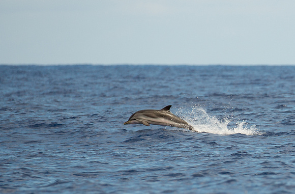 2017 06 05 Striped Dolphin Madeira Portugal_Z5A0243