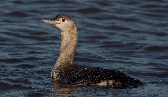 Red throated Diver Norfolk_Z5A5612