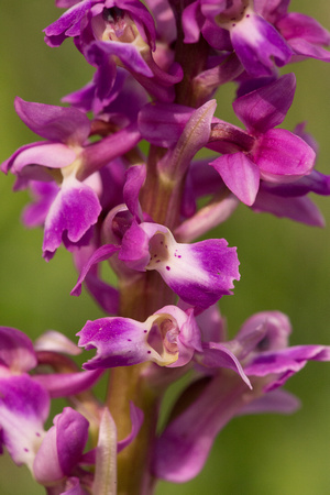Early Purple Orchid  Norfolk_Z5A3567
