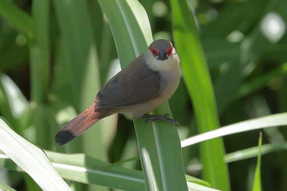 2024 07 10 Common Waxbill Machico Madeira_81A4886