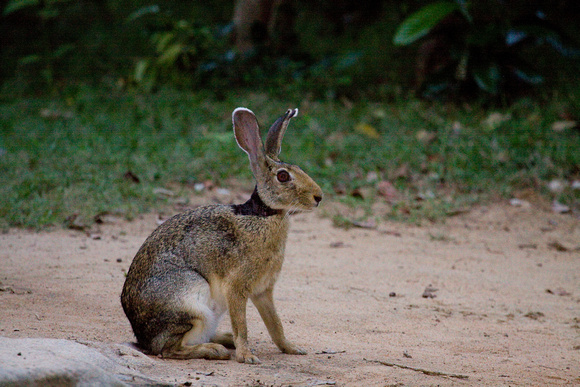 Black naped Hare Sri Lanka_MG_3175