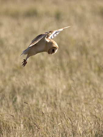 Barn Owl Norfolk_MG_8771