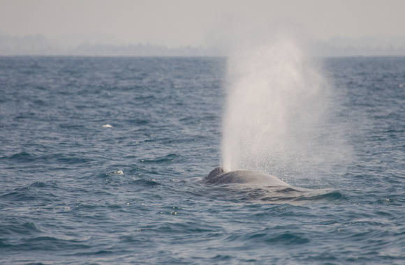 Blue Whale Sri Lanka_MG_0509