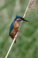 2025 05 31 Kingfisher Lakenheath Suffolk_81A8500